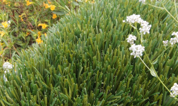 Double S-72 artificialgrass Artificial Grass Redding California