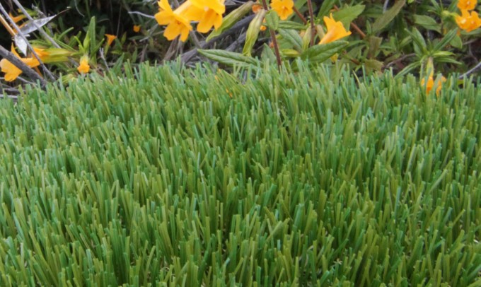 V Blade-64 artificialgrass Artificial Grass Redding California
