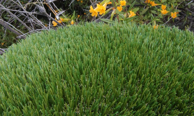 V Blade-77 artificialgrass Artificial Grass Redding California