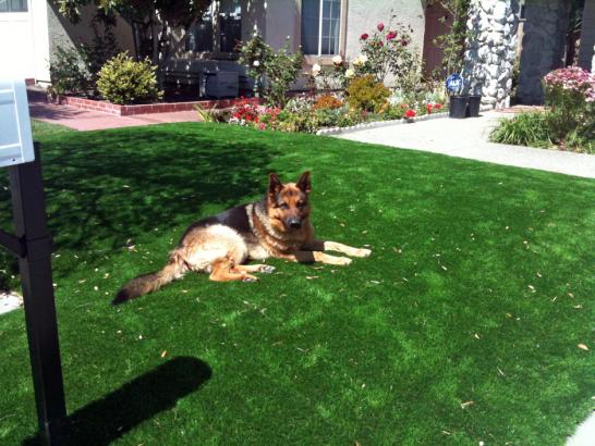Artificial Grass Photos: Fake Grass Carpet Likely, California Dog Run, Grass for Dogs
