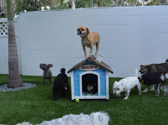 Artificial Grass Photos: Faux Grass Smartsville, California Pictures Of Dogs, Grass for Dogs