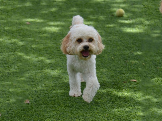 Artificial Grass Photos: How To Install Artificial Grass Clearlake Oaks, California, Dogs Runs