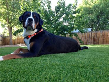 Artificial Grass Photos: Outdoor Carpet Bieber, California Artificial Grass For Dogs, Backyard Landscaping Ideas