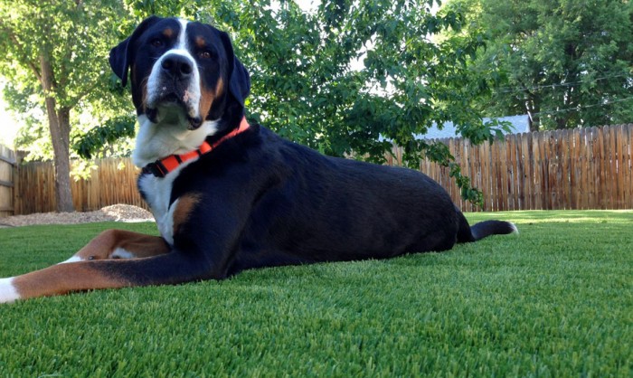 Pet Grass, Artificial Grass For Dogs in Redding